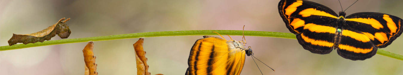 The evolution from a caterpillar to a butterfly 